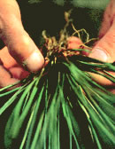 cultivation