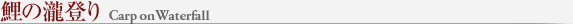 Namiki Emperor Carp on Waterfall